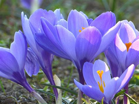 無料の写真 クロッカス 花 スプリング 紫 春の花 植物 ブルーム Pixabayの無料画像 292311