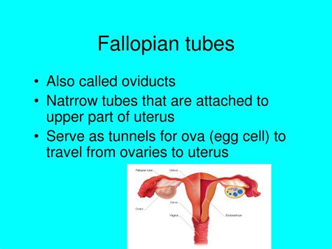 Ppt The Female Reproductive System Powerpoint Presentation Free To