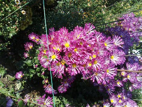 Images Pink Color Flower Chrysanthemums