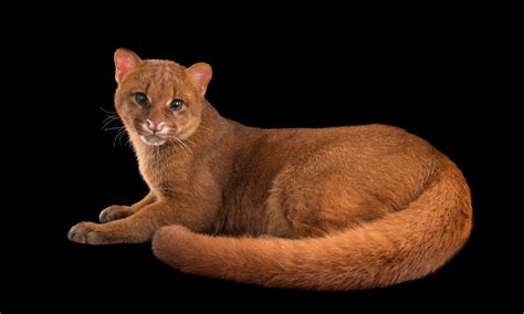 The Jaguarundi Is A Small Wild Cat Native To The Americas Being Found