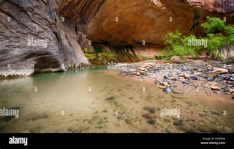 Virgin River Narrows In Zion National Park Utah Stock Photo Alamy