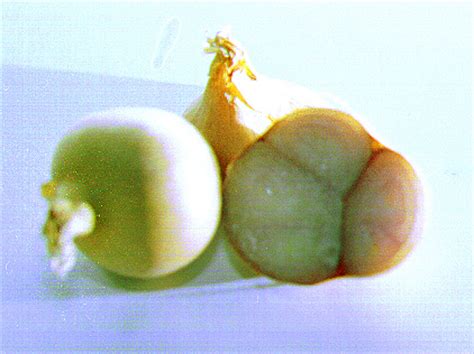 The shallot is a botanical variety (a cultivar) of the onion. Onion