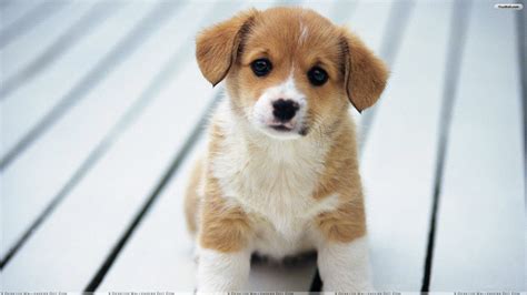 Cute Puppy Desktop Wallpaper Pictures