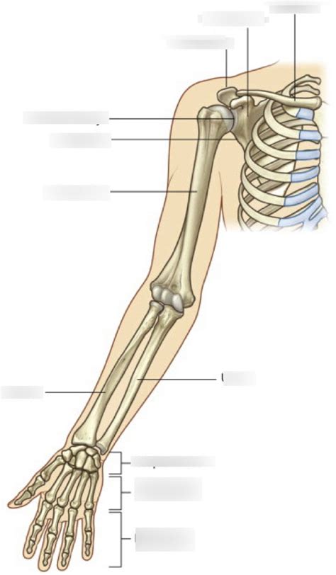 Diagram Of Shoulder And Arm 1 Human Science Human Body Arm Anchor