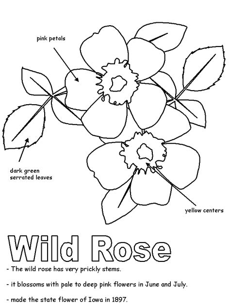 Us national symbols coloring pages. Wild Rose with labels