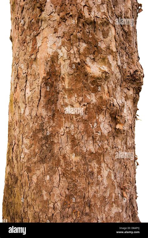 Scaly Tree Bark Of The Sycamore Tree Isolated On White Background Stock
