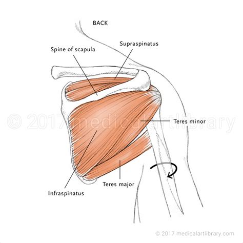 Rotator Cuff Muscles Of The Shoulder Medical Art Library