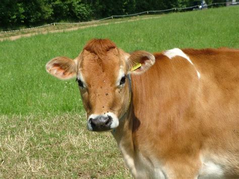 They are, as far as i know, the smallest breed of dairy cow. Friday Fiction Facts: Cows Aren't Just Cows | Endless ...