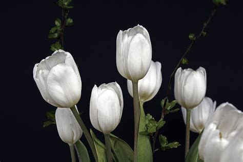 Bunga Tulip Putih Mekar Malaukuit