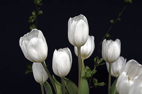 Free Images Nature Blossom White Petal Green Botany Colorful