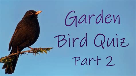 Guess The Bird From Its Song Or Call Garden Bird Quiz Part 2 Youtube