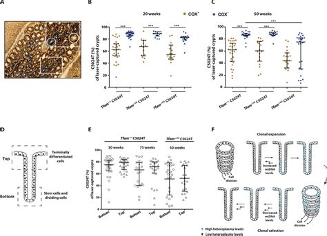 Modulation Of Mtdna Copy Number Ameliorates The Pathological