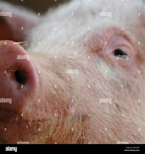 Pig Close Up Of Pigs Face Stock Photo Alamy