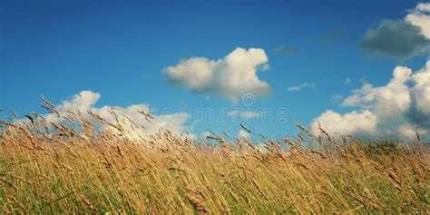 Grasses In The Field Russia North Countryside Stock Image Image Of