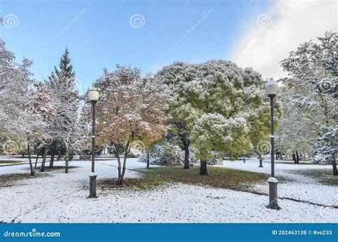 First Snowfall In Colorful Autumn City Park Stock Photo Image Of