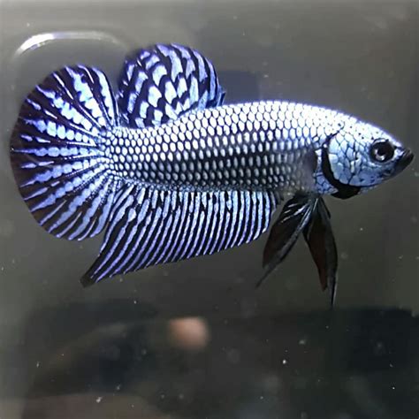 Other keepers conjure up names from their ancestry, use colorings or markings as inspiration, or even pick. Berita TV Malaysia: Wild betta fish and development line