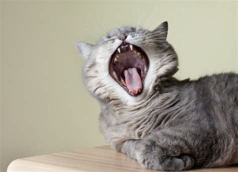 Bad Breath (Chronic) in Cats | petMD