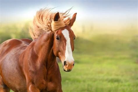 10 Contoh Sketsa Kuda Keren Dan Mudah Broonet Gambaran