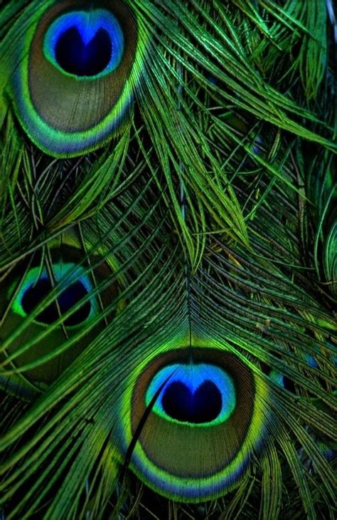 Most peacocks have beautiful iridescent feathers that change color as the light reflects from the feathers. 113 best Paint Color Schemes Peacock Blue and Green from Passion Color Palette images on ...