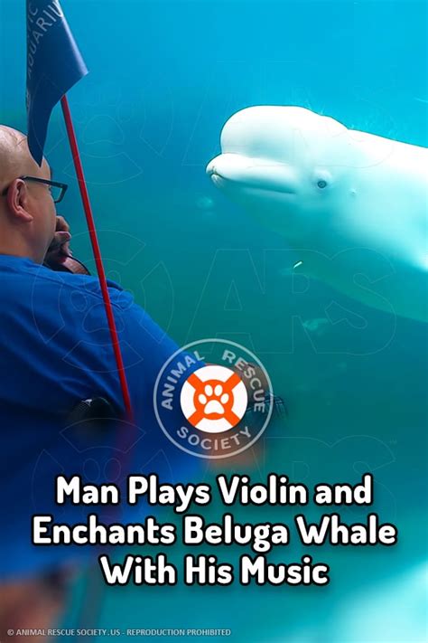 Man Plays Violin And Enchants Beluga Whale With His Music Animal