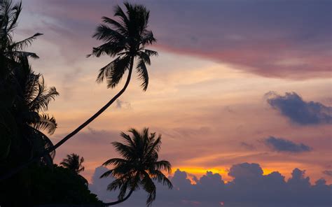 Palm Trees Are Silhouetted Against The Sunset In This Tropical Scene