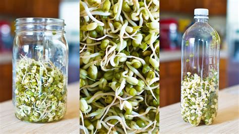Mung bean or green gram is known for its antioxidant properties. How to Grow Mung Bean Sprouts in Mason Jar, Cheese Cloth ...