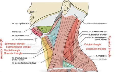 Module 22 Muscles And Triangles Of The Neck Anatomy 337 Ereader