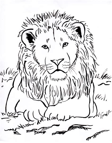 African Lion Face Coloring Sheet Coloring Pages