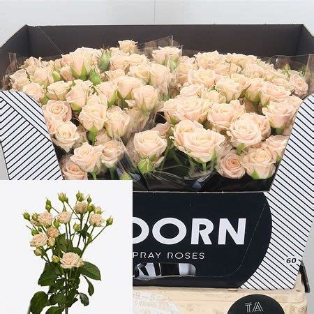 Rose Spray Tanja 60cm Wholesale Dutch Flowers Florist Supplies UK