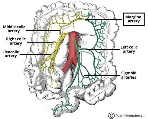 The Inferior Mesenteric Artery Position Branches Teachmeanatomy