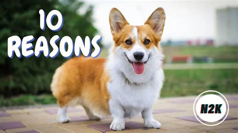 10 Reasons Why You Should Get A Dog 2020 Youtube