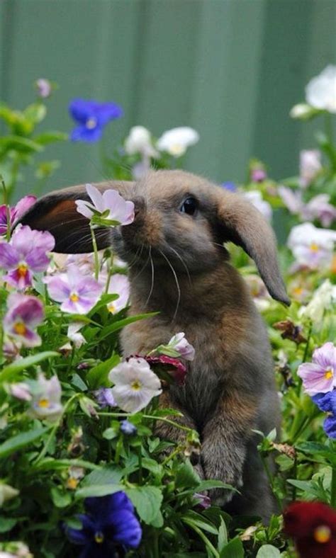 15 Animals That Stopped To Smell The Flowersliterally