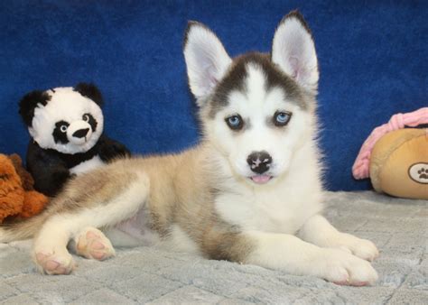 We don't like to consider ourselves as a typical pet store here on long island, but rather a source that only has the best hand picked breeders and puppies which helps us to find. Pomsky Puppies For Sale - Long Island Puppies