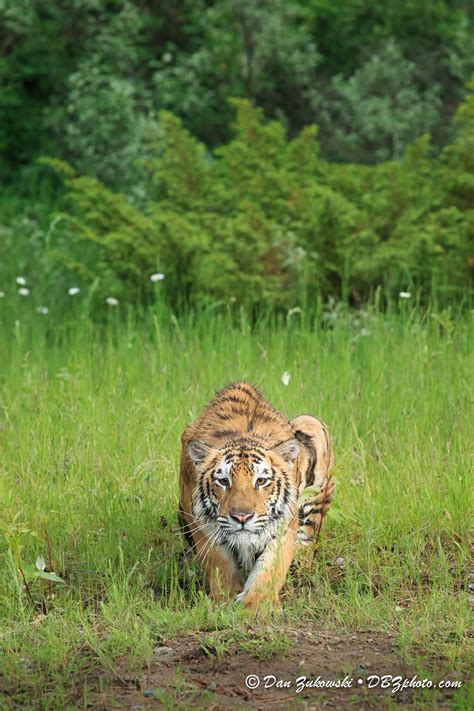 Tiger On The Prowl Tiger Images Big Cats Tiger