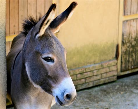 Donkeys Curacao Zoo Parke Tropikal