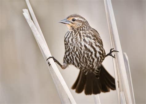 1366x768 Wallpaper Shallow Focus Photography Of Brown And Grey Bird