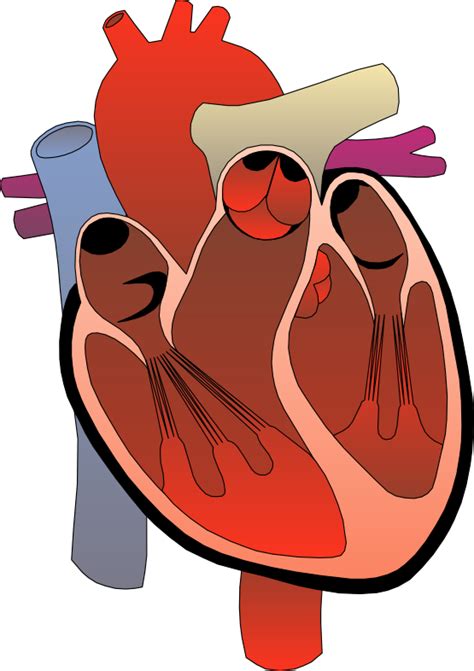 Human Heart Outline Clipart Best