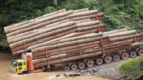 Amazing Fastest Skill Tree Felling With Chainsaw Biggest Logging