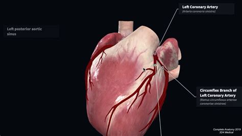 Number Of Diagonal Arteries Coronary Artery Segments Uw Emergency