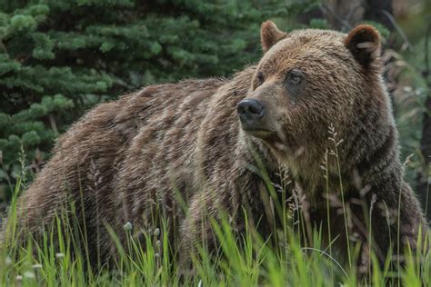 Grizzly Brown Bear Jasper National Park Photo Credit To Richard