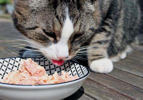 They decrease the protein and fat while bumping up levels of carbohydrates and fiber. Cat Diet & Feeding Advice | The London Cat Clinic