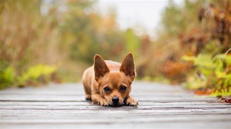 gunggung: Gambar 5 Anjing Chihuahua