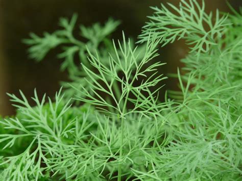 Growing Dill The Complete Guide To Plant Grow And Harvest Dill