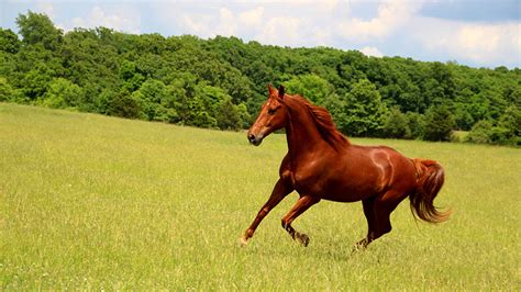 Photo Horse Running Meadow Animals 1366x768