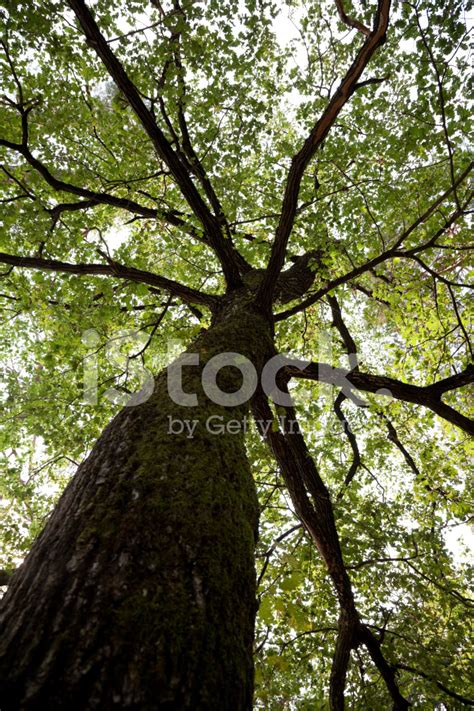 Big Oak Tree Leaf Canopy Stock Photo Royalty Free Freeimages