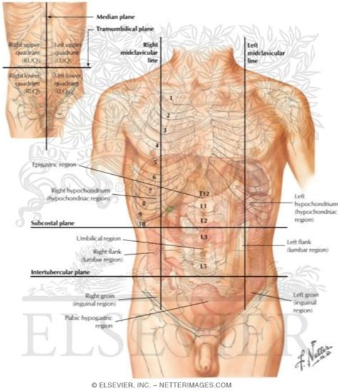 Another simpler way to divide the abdominopelvic cavity is in four quadrants. Regions and Planes of Abdomen Regions of the Abdomen
