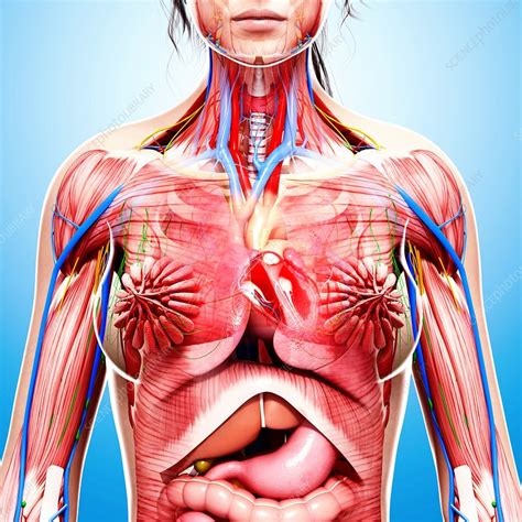 Internal Female Human Anatomy Female Human Body Diagram Of Organs
