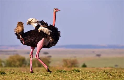 Why Do Ostriches Have Wings If They Cant Fly Can Ostrich Fly