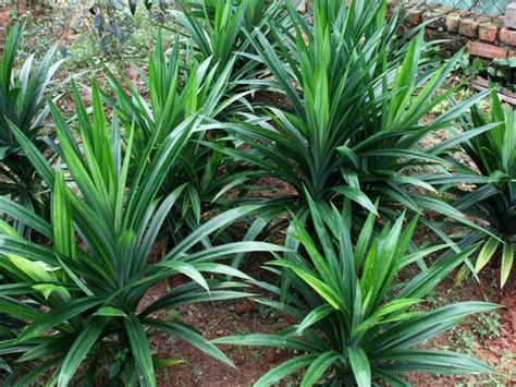 How To Grow And Use Pandan Gardendrum