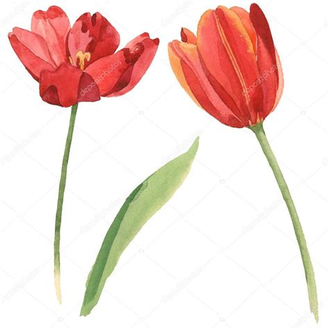 Red Tulips Green Leaf Isolated White Watercolor Background Illustration